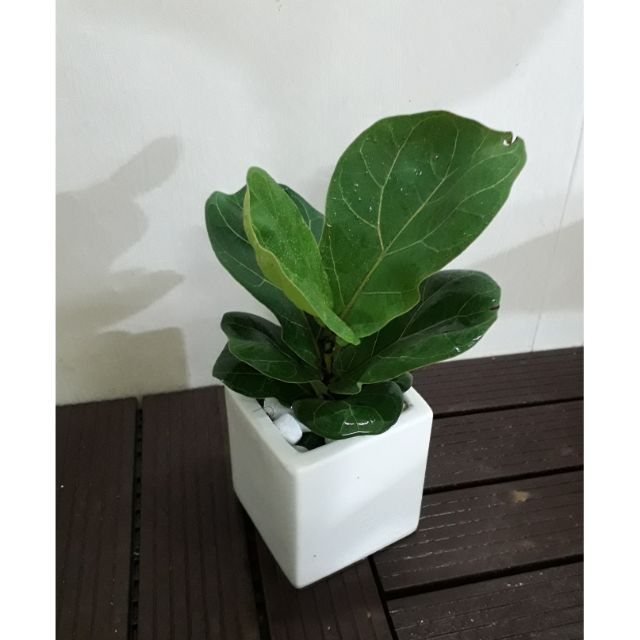 Cây văn phòng để bàn