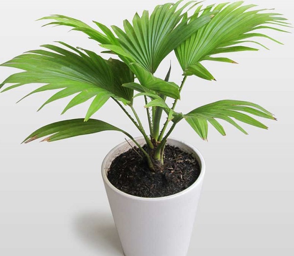 Cây xanh để bàn văn phòng