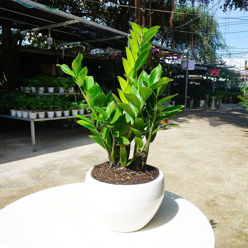 cây xanh trồng trong văn phòng 
