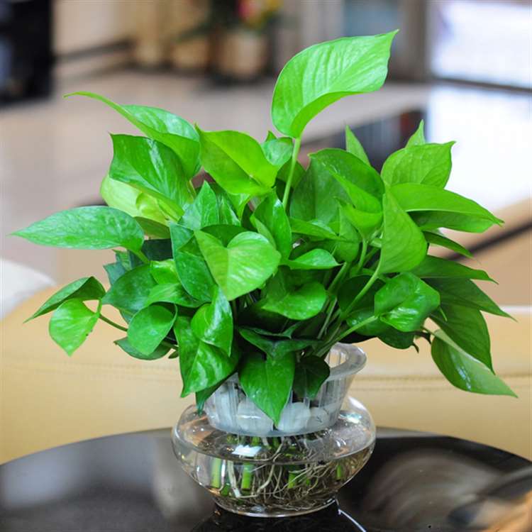 cây xanh trồng trong văn phòng 