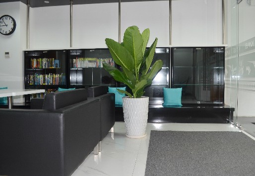 Cây cảnh nội thất phòng khách