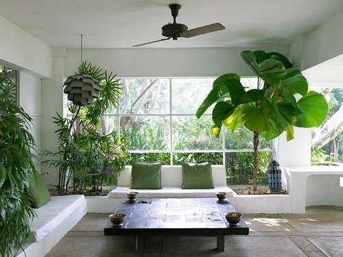 Cây cảnh nội thất phòng khách