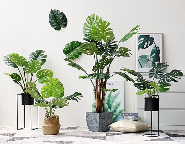 Cây cảnh nội thất phòng khách