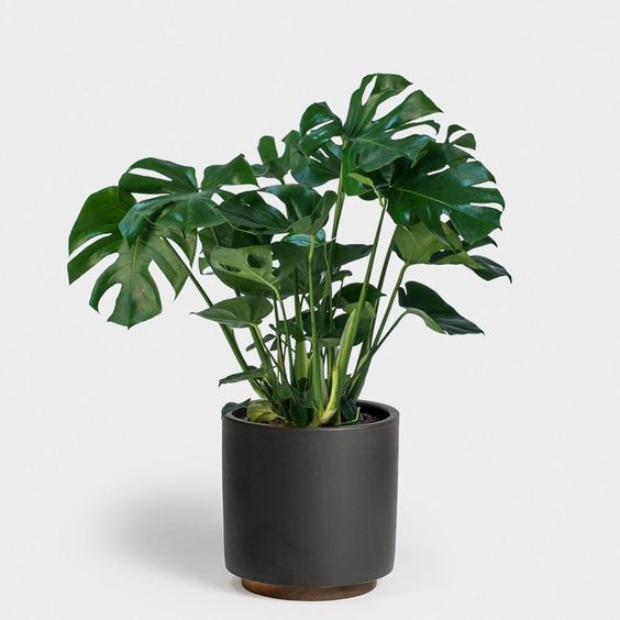 Cây cảnh phong thủy trong văn phòng