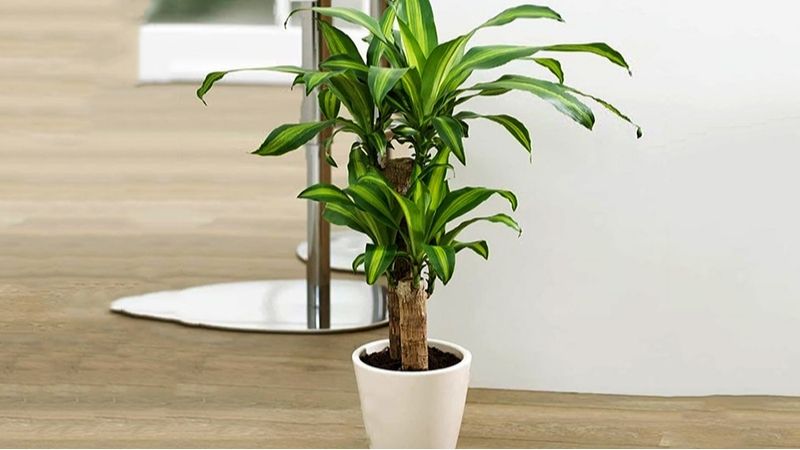 Cây cảnh phong thủy trong văn phòng