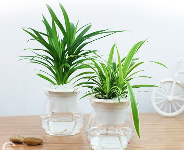 Cây cảnh thủy canh để bàn