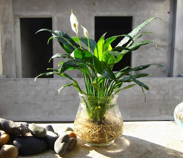 Cây cảnh thủy canh để bàn