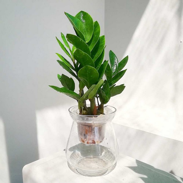 Cây cảnh thủy canh để bàn