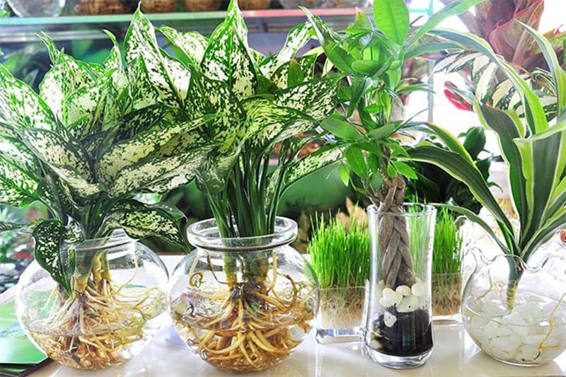 Cây cảnh thủy sinh trong nhà