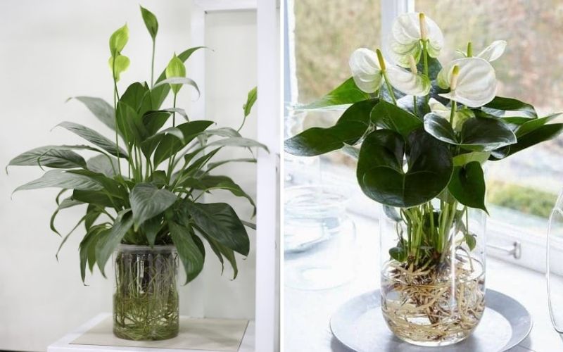 Cây cảnh thủy sinh trong nhà