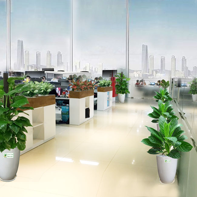 Cây cảnh văn phòng tại Hà Nội