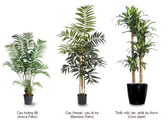 Cây cảnh văn phòng tại Hà Nội