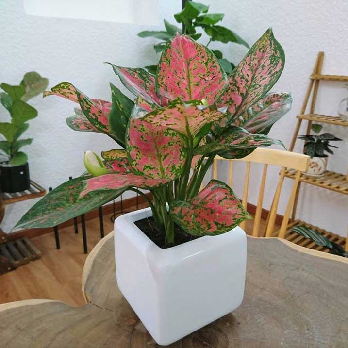 Cây Nội Thất Để Bàn