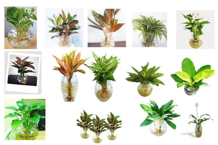 Cây nội thất phong thủy