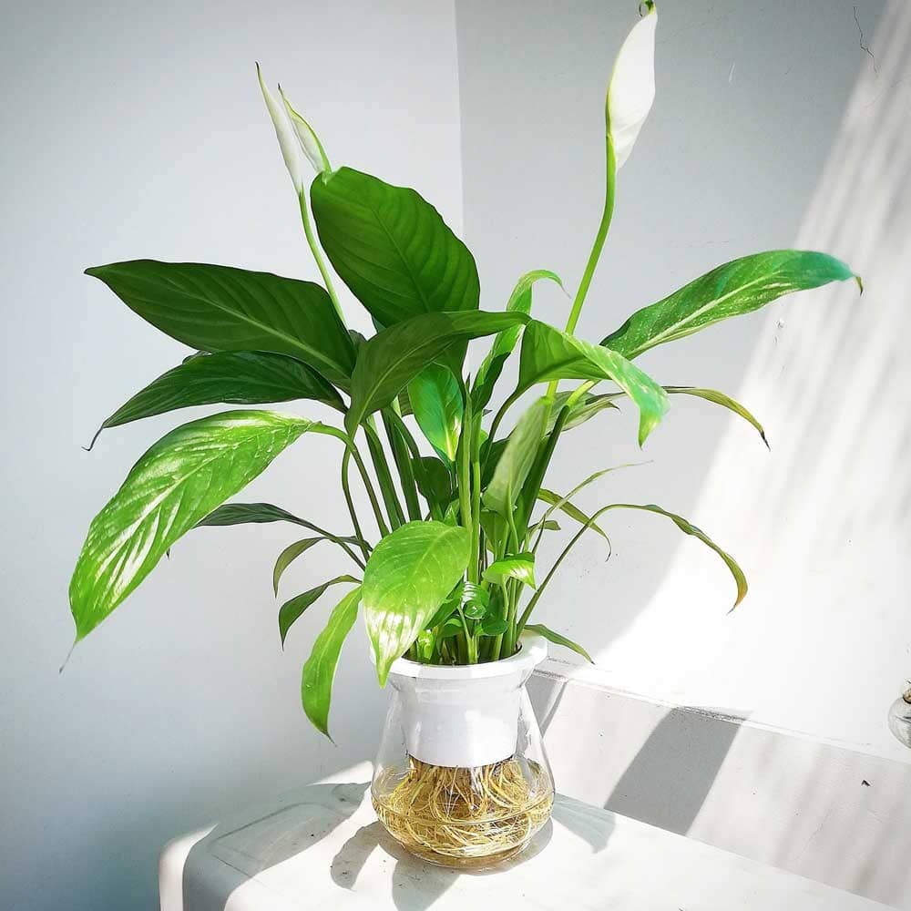 Cây thủy canh để bàn làm việc