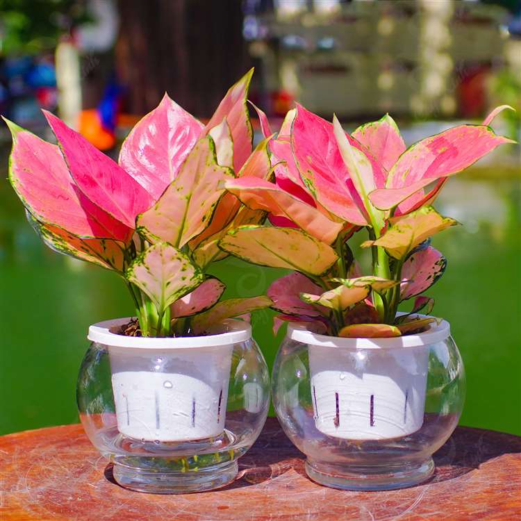 Cây thủy sinh giá rẻ Hà Nội