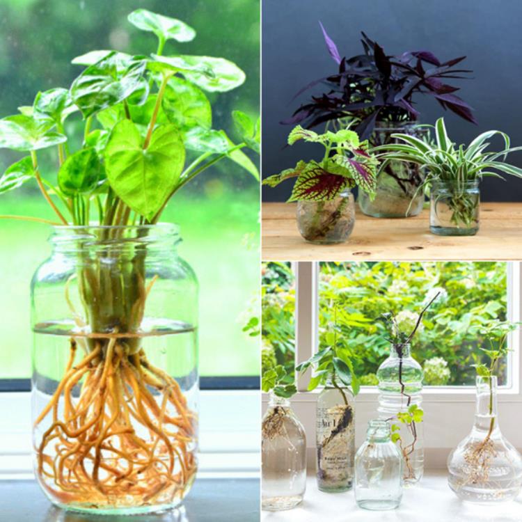 Cây thủy sinh giá rẻ Hà Nội