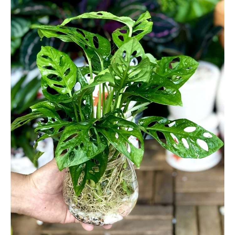Cây trồng thủy canh trong nhà