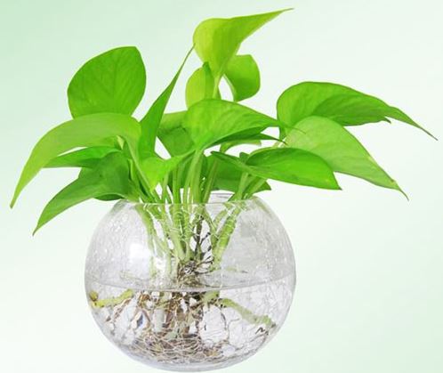 Cây trồng thủy canh trong nhà