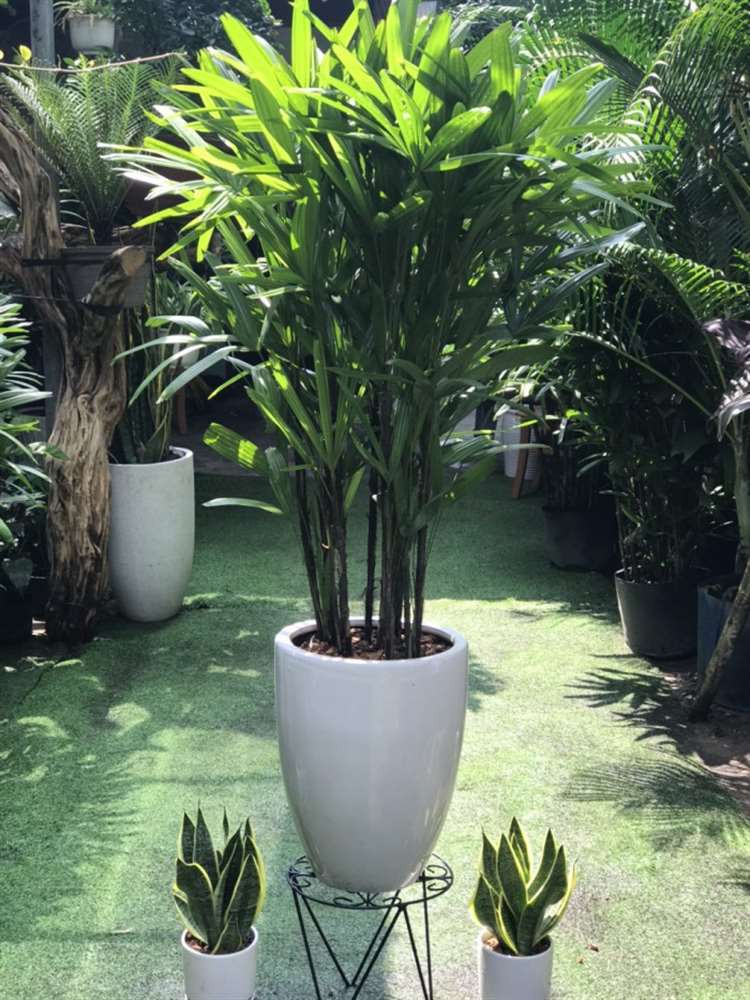 Cung cấp cây cảnh văn phòng