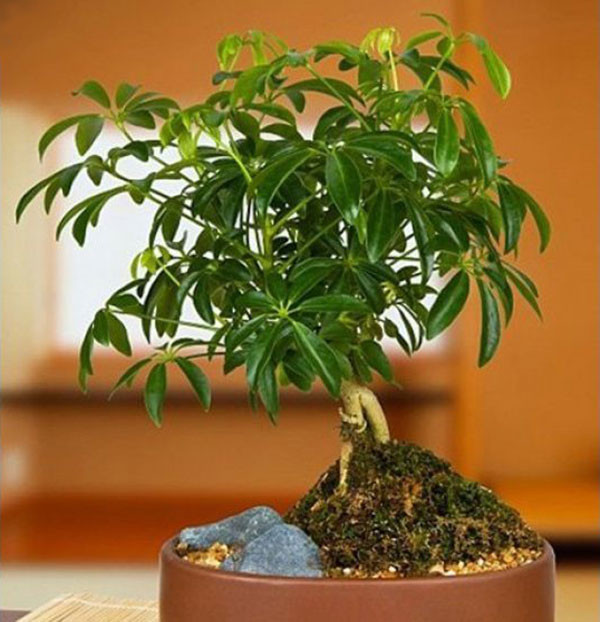 cây văn phòng giá rẻ