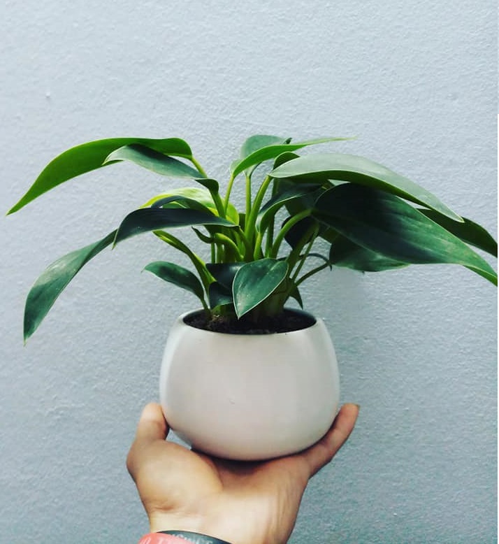Cây cảnh để bàn hợp phong thủy