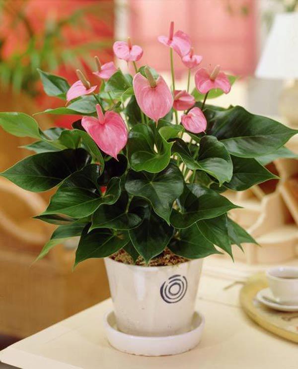 Cây cảnh để bàn hợp phong thủy