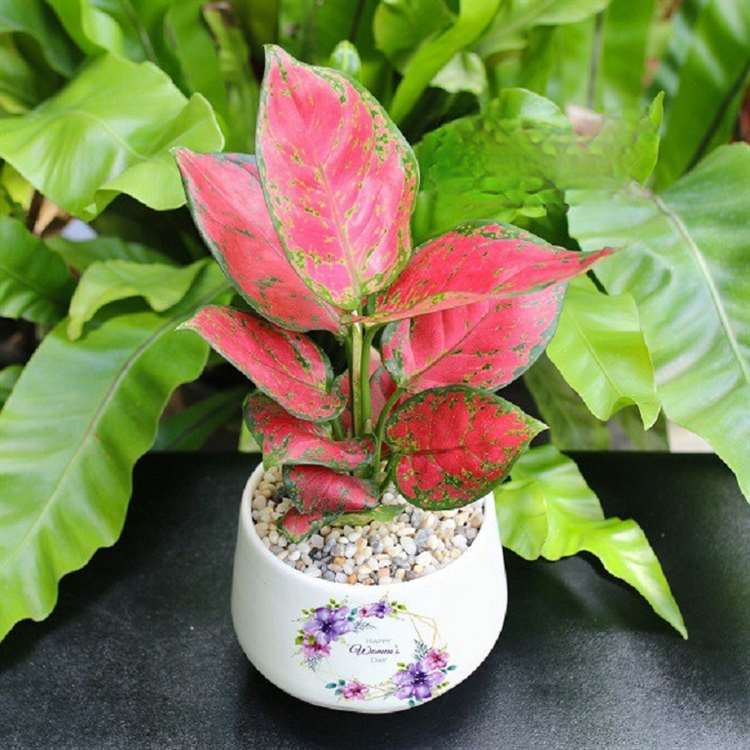 Cây cảnh để bàn hợp phong thủy