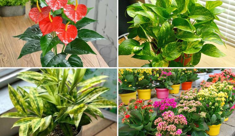 Cây để bàn làm việc hợp phong thủy