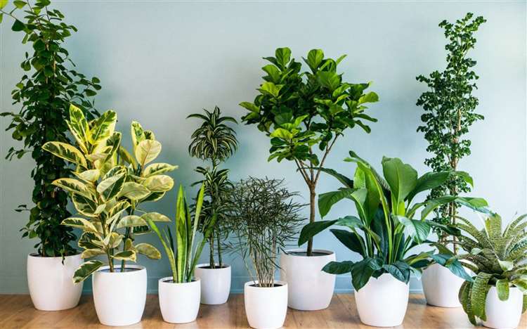 Cây cảnh để bàn hợp phong thủy