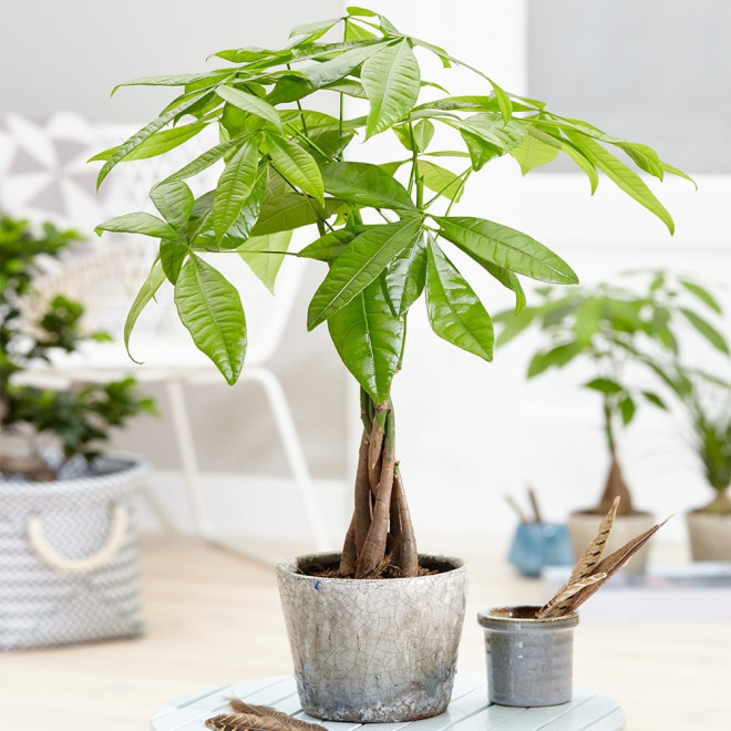 Cây cảnh để bàn làm việc theo phong thủy