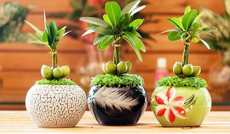 Cây cảnh để bàn làm việc theo phong thủy