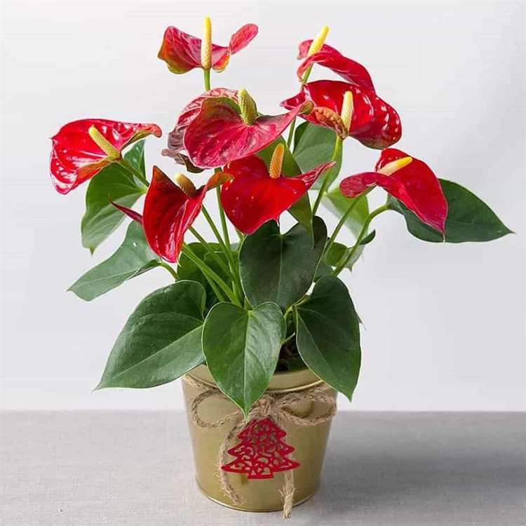 Cây cảnh để bàn phòng khách