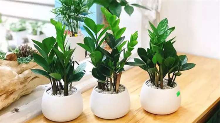 Cây cảnh để bàn phòng khách