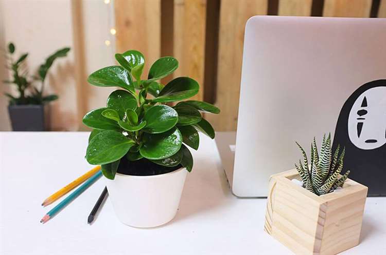Cây cảnh để bàn phong thủy