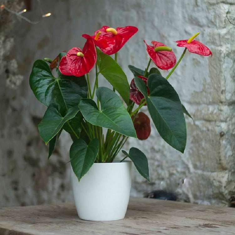 Cây cảnh để bàn trồng trong nước