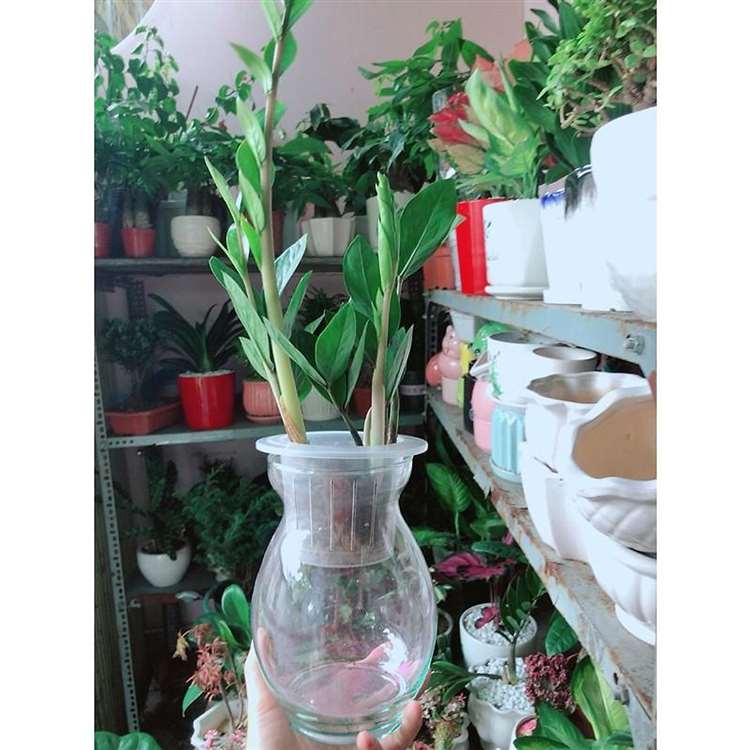 Cây cảnh để bàn trồng trong nước