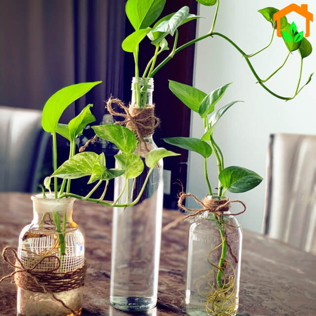 Cây cảnh để bàn trồng trong nước