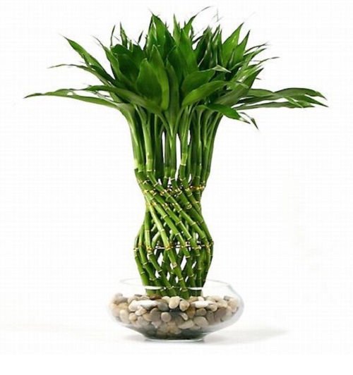 Cây cảnh để bàn trồng trong nước