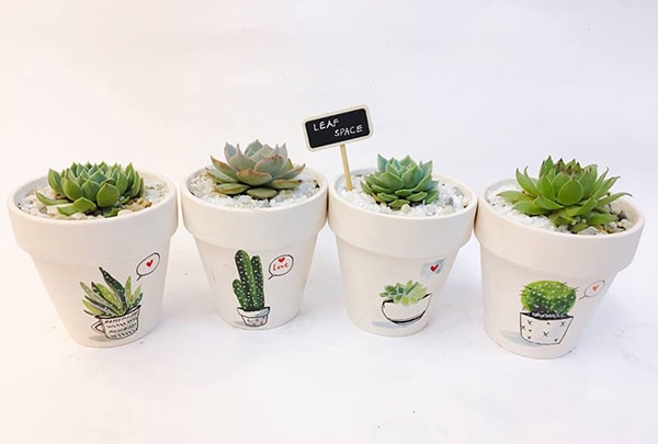 cây cảnh để bàn uống nước