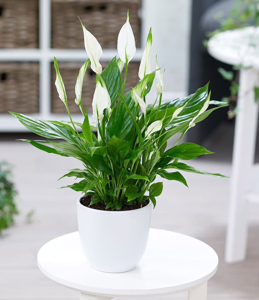 cây cảnh để bàn uống nước