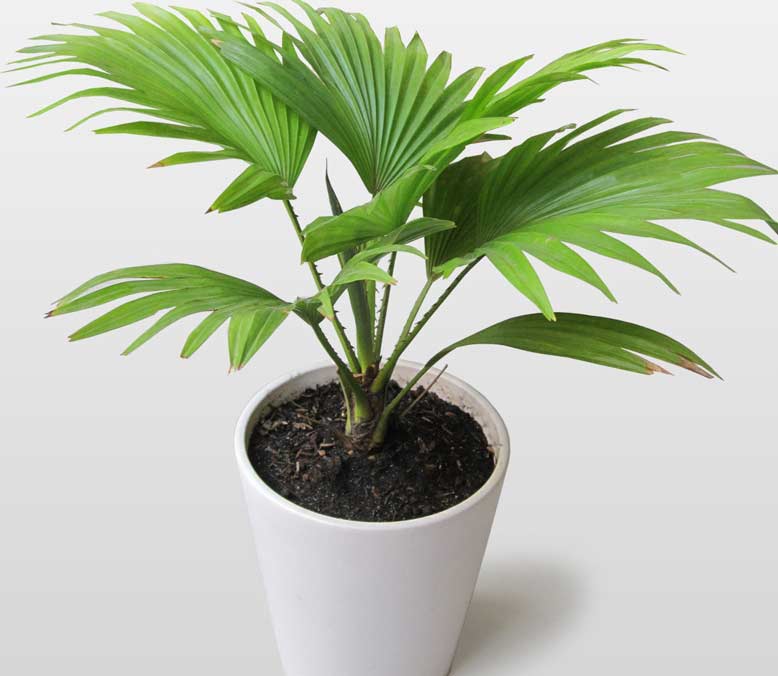 cây cảnh để bàn uống nước