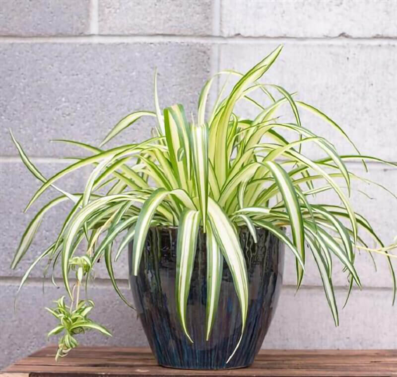 cây cảnh để bàn uống nước