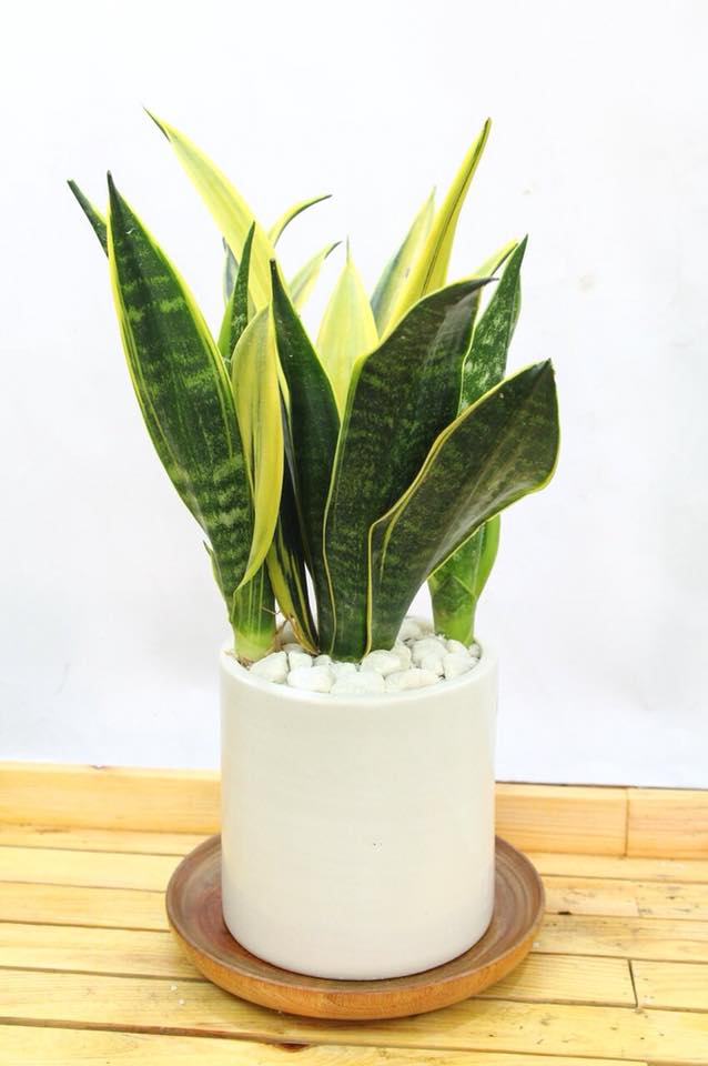 cây cảnh để bàn uống nước