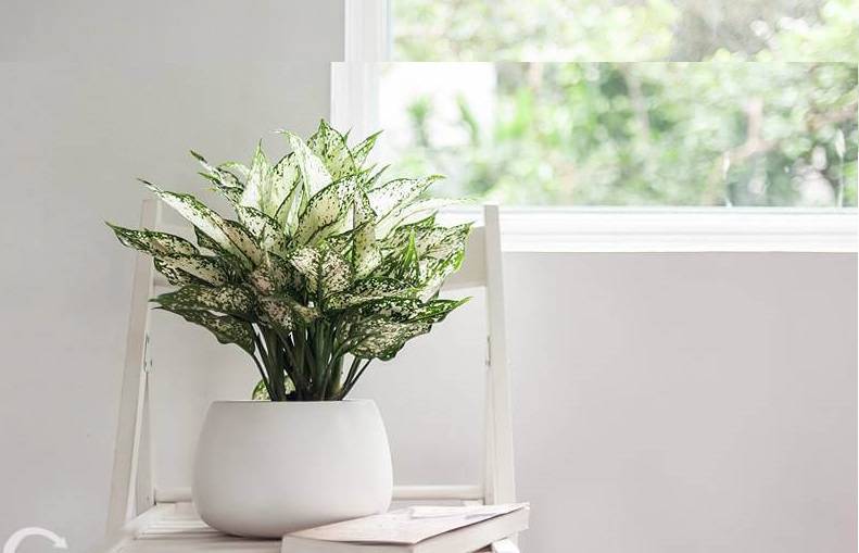 cây cảnh để bàn uống nước