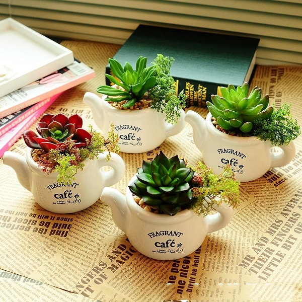 cây cảnh để bàn văn phòng