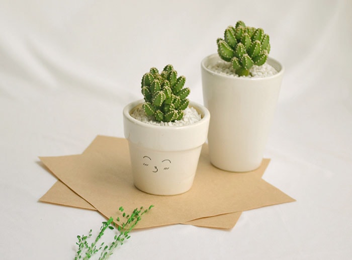 cây cảnh để bàn văn phòng