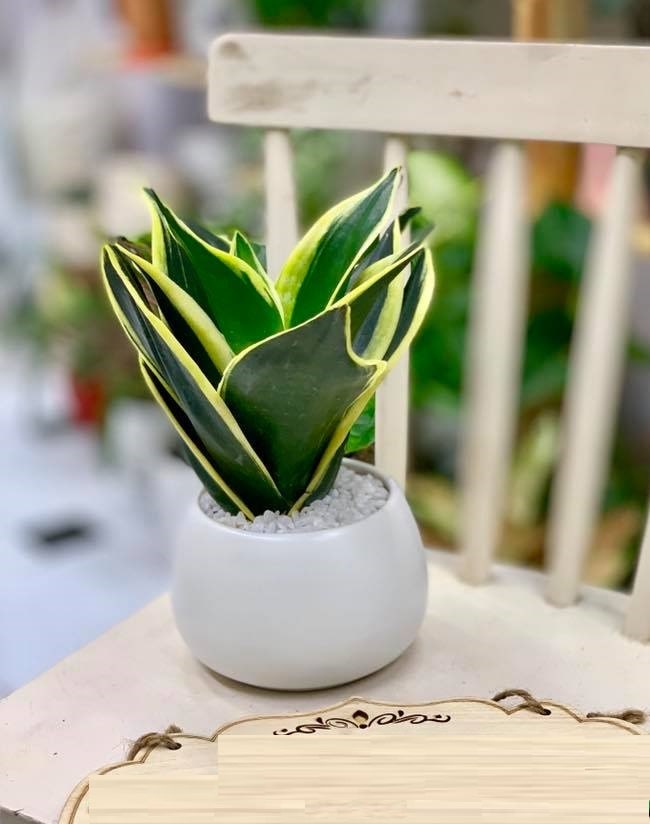 cây cảnh để bàn văn phòng