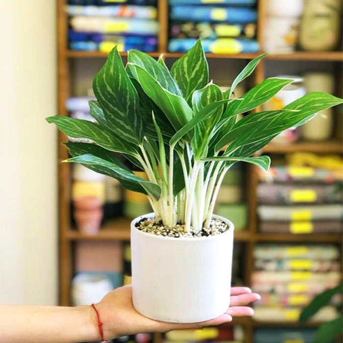 cây cảnh để bàn văn phòng