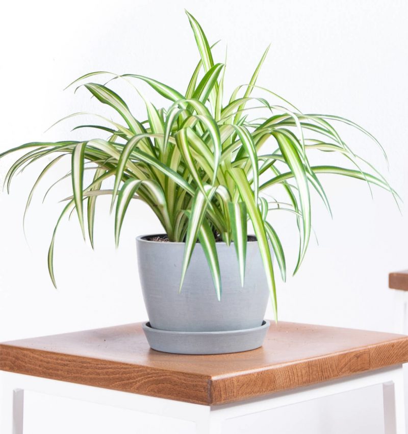 cây cảnh để bàn văn phòng